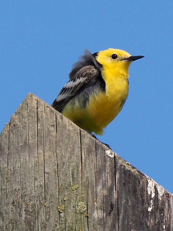 Cutrettola testa gialla orientale (Motacilla citreola)